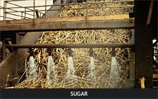SUGAR (2)